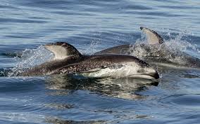 Dolphin Watching